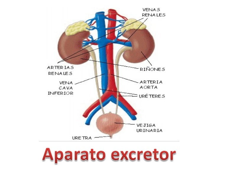 El Sistema Excretor Pictures to Pin on Pinterest - ThePinsta El Sistema Excretor Pictures to Pin on Pinterest - ThePinsta