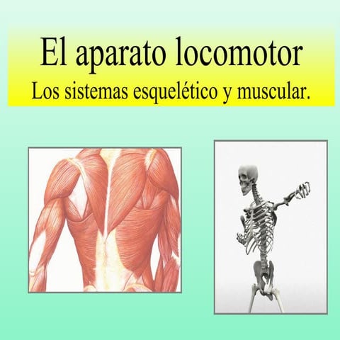 Aparato locomotor