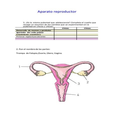 Aparato reproductor