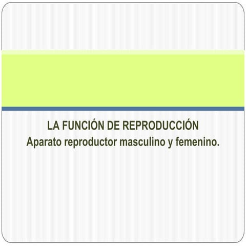Aparato reproductor.