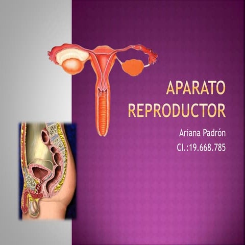 Aparato reproductor Ariana Padron