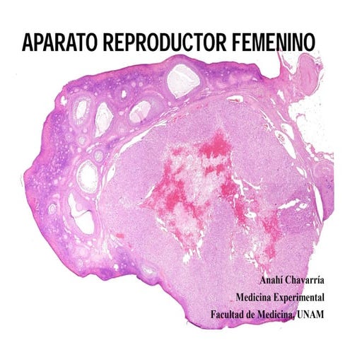 Histología de aparato reproductor femenino