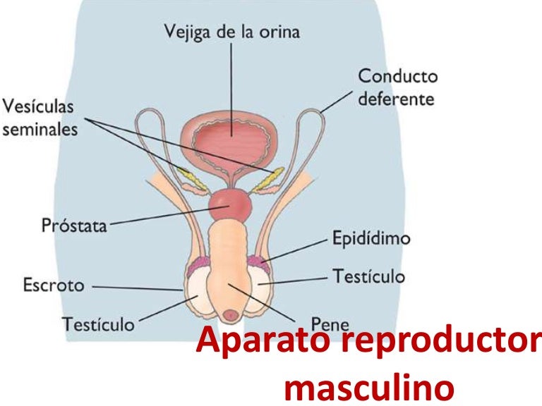 Aparato Reproductor Masculino