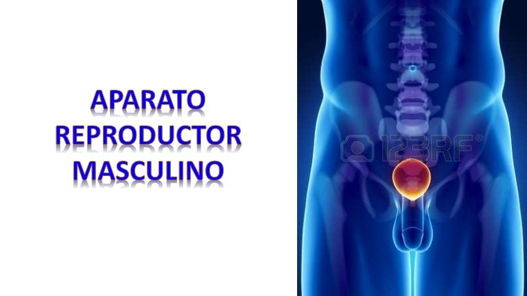 los conductos eyaculatorios se unen a _______ en la glándula prostática