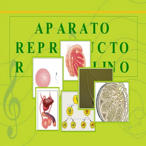 Aparato reproductor masculino y femenino