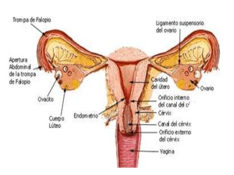 el aparato reproductor masculino con todas sus partes