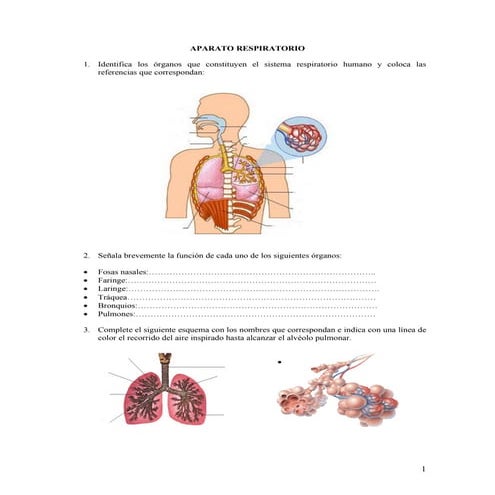 Aparato Respiratorio