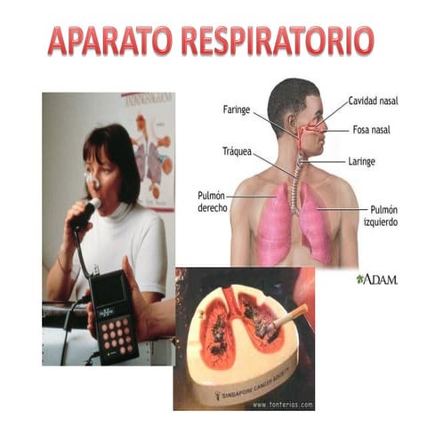 Aparato respiratorio