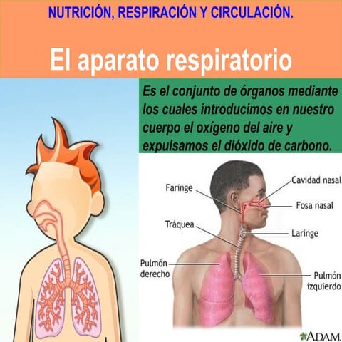 Aparato respiratorio
