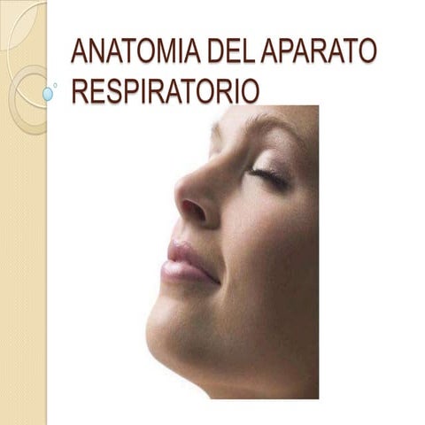 Aparato respiratorio anatomia.