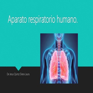 Aparato respiratorio humano