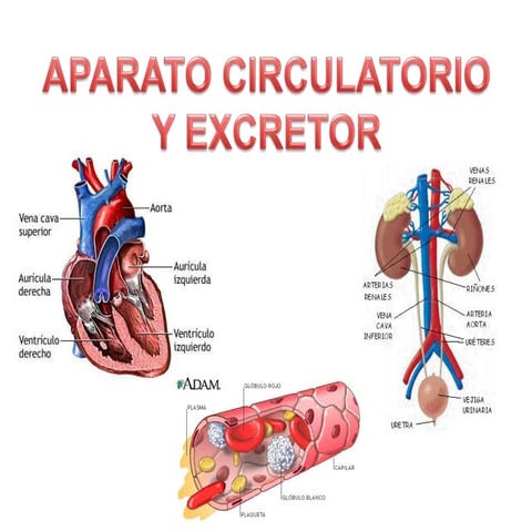 Aparatos circulatorio y excretor | PPT
