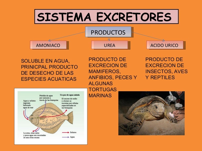 Aparatos excretores y riñon