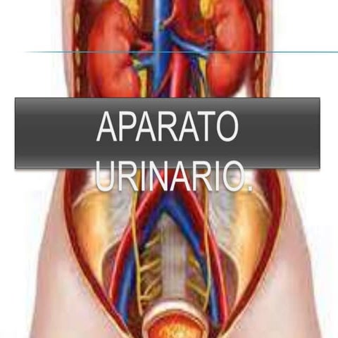 Aparato urinario