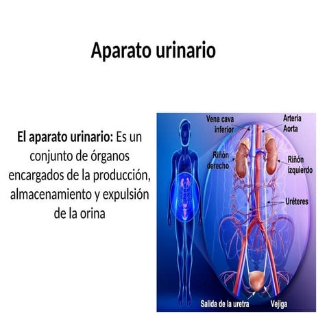 8_Aparato urinario: anatomia descriptiva.pdf