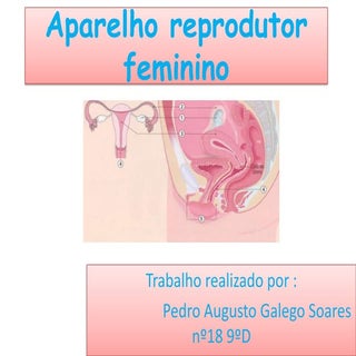 Aparelho Reprodutor Feminino