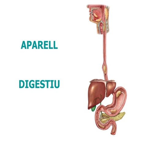 Aparell digestiu