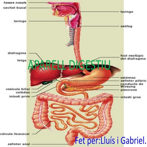 Aparell digestiu