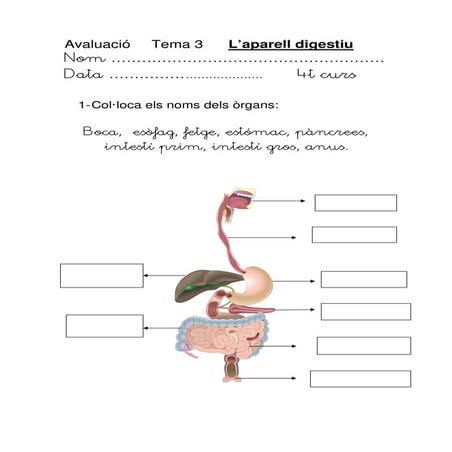 APARELL DIGESTIU. AVALUACIÓ.