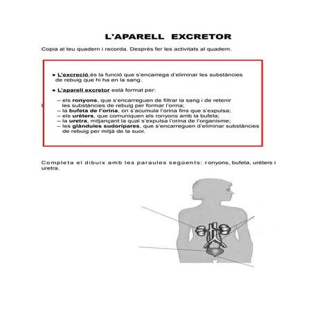 Aparell excretor i respiratori