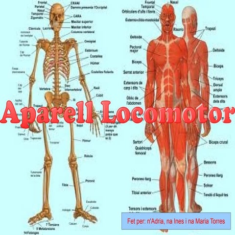 Aparell locomotor