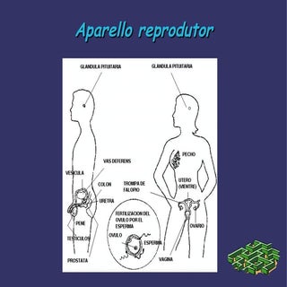 O Aparello Reprodutor Humano
