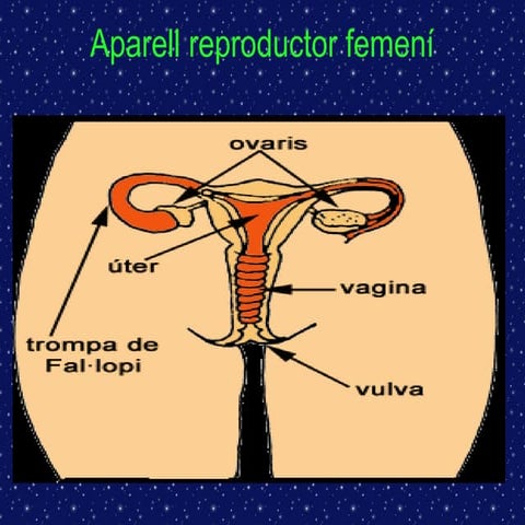 Aparell reproductor femení