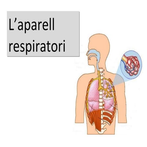 Aparell Respiratori