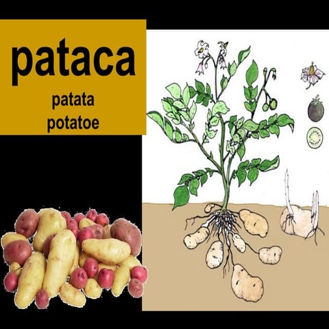 A pataca | PPS