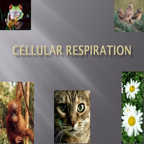 9 cellular respiration