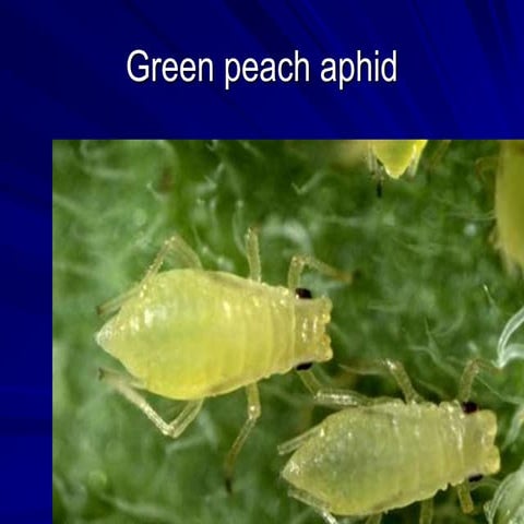 IPM - Aphid 