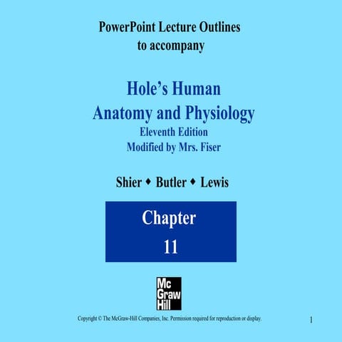 A & p holes' nervous 2