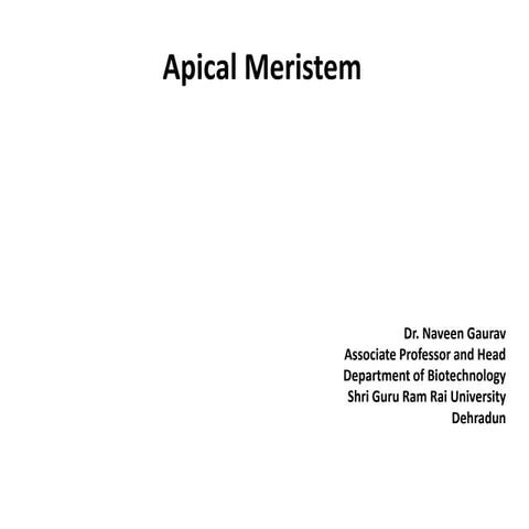 Apical Meristem