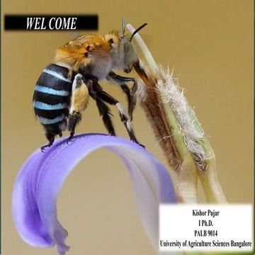 Amegilla- non apis pollinators