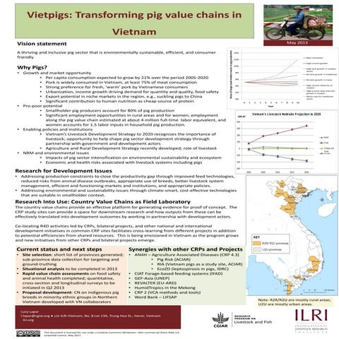 Vietpigs: Transforming pig value chains in Vietnam