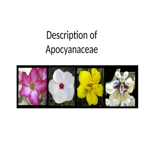 Apocyanaceae complete power point .pptx