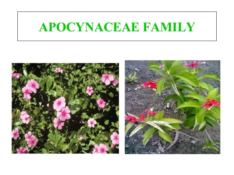 Apocynaceae
