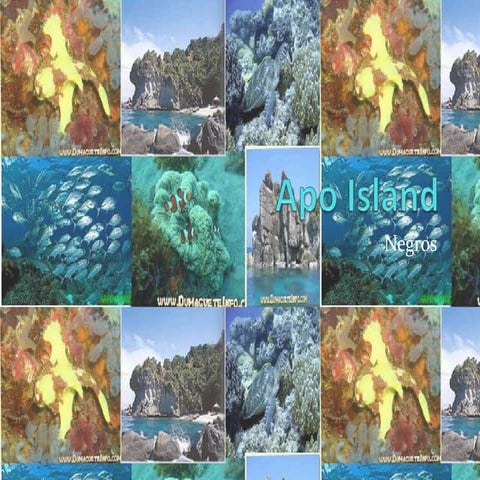 Apo Island