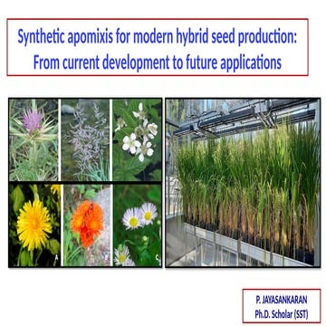 Synthetic apomixis for modern hybrid seed production: From current developmen...