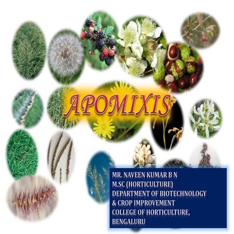 Apomixis in plants