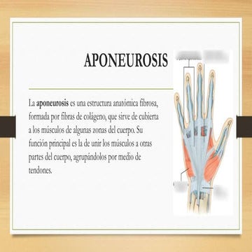 Aponeurosis.pptx