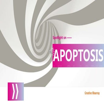 Cell Apoptosis Assays
