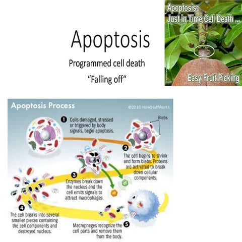 apoptosis.pptx