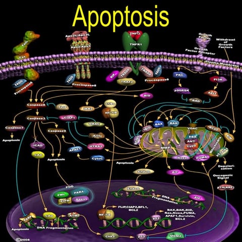 Apoptosis | PPT