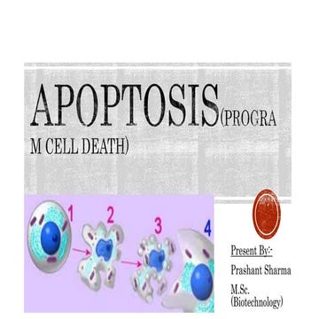 Apoptosis(program cell death)