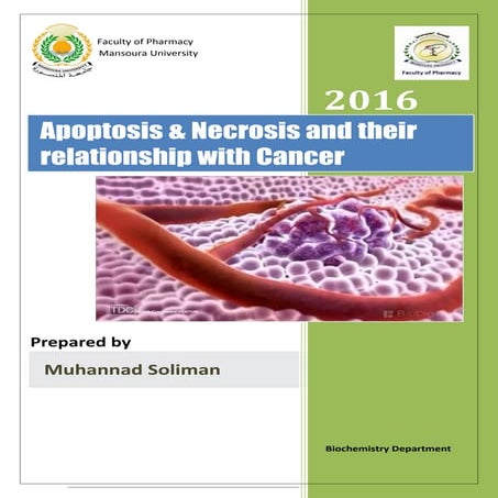 Apoptosis vs necrosis