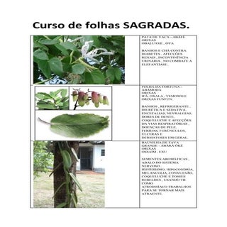 Apostila de folhas sagradas