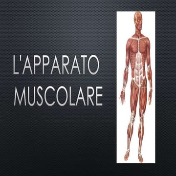 Apparato muscolare_ Mazzotti_Pitingaro_Zannoli_4Bc
