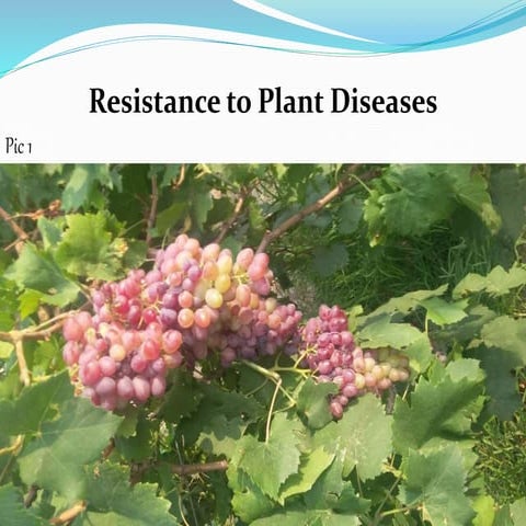 Apparent vs True resistance