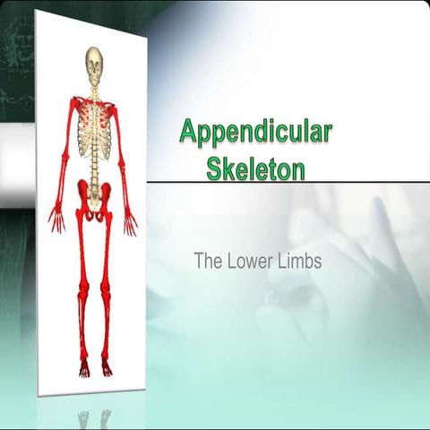 Appendicular Lower Limbs